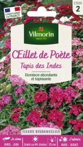 Œillet de Poète Tapis des Indes